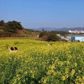 [로컬여행] 제주도 감성…변산반도 수성당 유채꽃, 지금이 절정