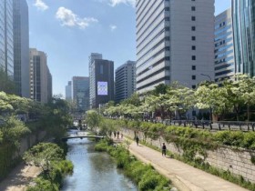 5월 걷기 좋은 이팝나무 가로수길···산림청 추천 Best5