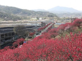 붉은 꽃길 4.2km… 금산 홍도화 축제 개막