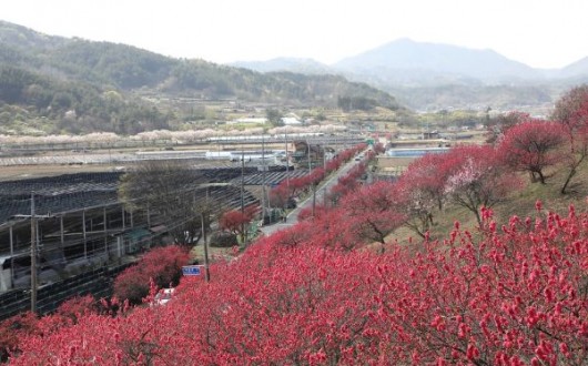 붉은 꽃길 4.2km… 금산 홍도화 축제 개막