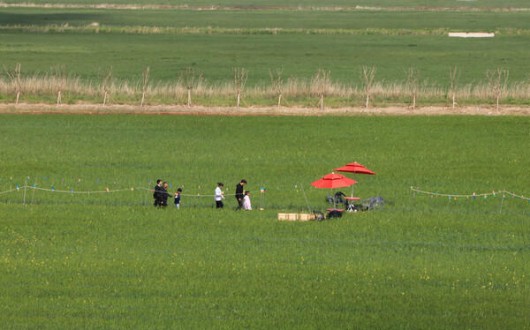 2026 김제 새만금 보리밭 축제 5월 개최… 체험형 프로그램 확대