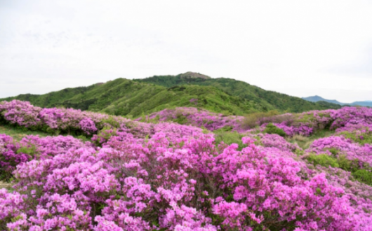 천상의 화원 지리산 바래봉, 6만평 철쭉 군락의 비밀