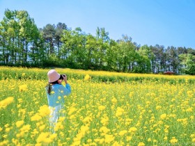 [로컬여행] 경북 예천 회룡포에서 봄을 걷다…25일 봄나들이 축제 개막