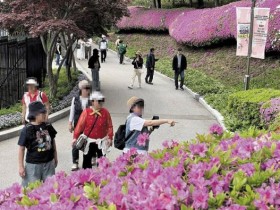 대통령 별장 청남대 영춘제, 3만5천 본 꽃밭에 모노레일까지