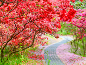 전주 완산공원 꽃동산, 겹벚꽃·철쭉 동시 만개…봄꽃 절정