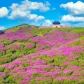 [로컬여행] 해발 1,113m 분홍빛 물결…산청 황매산, 5월 대한민국 최대 철쭉 화원으로 변한다