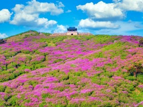 [로컬여행] 해발 1,113m 분홍빛 물결…산청 황매산, 5월 대한민국 최대 철쭉 화원으로 변한다