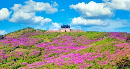 [로컬여행] 해발 1,113m 분홍빛 물결…산청 황매산, 5월 대한민국 최대 철쭉 화원으로 변한다
