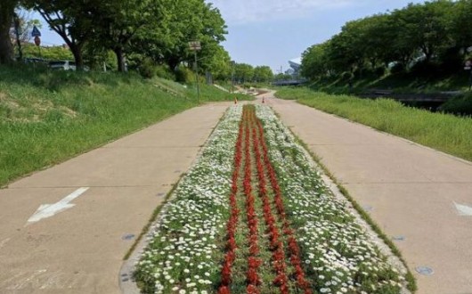 안산 화정천·안산천, 3만여 본 봄꽃으로 물들다…산책 명소로 급부상