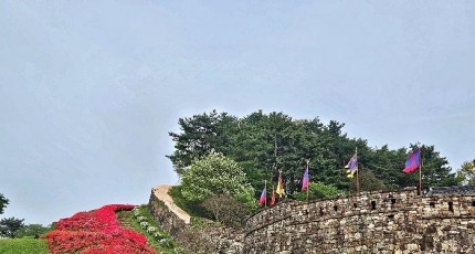 [로컬여행] 고창읍성 철쭉, 570년 성벽 능선에 봄이 쏟아진다