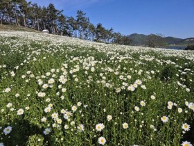 12만 평 순백의 정원…장산도 샤스타데이지 축제, 15일 시작