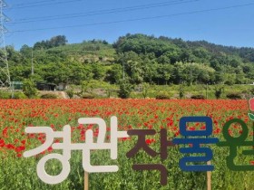 진주 두메실 농업테마파크, 양귀비·이팝나무 만개…5월 봄나들이 명소