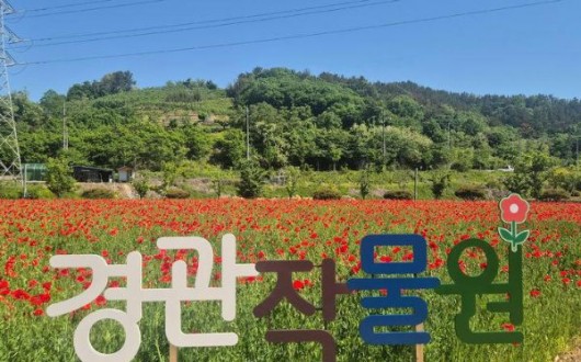 진주 두메실 농업테마파크, 양귀비·이팝나무 만개…5월 봄나들이 명소