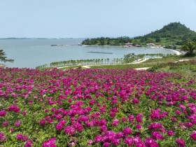 축구장 32개 규모 작약 군락지…신안 옥도 '섬 작약꽃 축제' 한창
