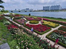 포항 형산강변에 장미 30종 만발…향기 따라 걷는 봄 산책길