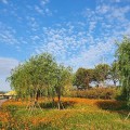 [로컬여행] 홍진영·로이킴등 총출동…장성 황룡강 음악힐링축제 완벽 가이드