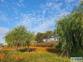 [로컬여행] 홍진영·로이킴등 총출동…장성 황룡강 음악힐링축제 완벽 가이드