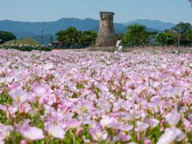 경주 첨성대·동부사적지, 꽃물결 장관…SNS '핫플'로 인기