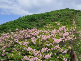 소백산 연화봉·비로봉 철쭉 절정…'2026 영주 소백산철쭉제' 개막