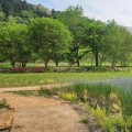 충주 수안보, 5000평 꽃정원 개장…수레국화·양귀비 만개