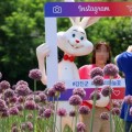 6월 전남 가볼만한곳…강진 작천면 보랏빛 코끼리마늘꽃 축제
