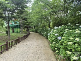 수국 만개한 함평자연생태공원, 내달 초까지 절정… 무료 개방에 방문객 급증