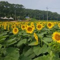 서산 하솔마을, 노란 해바라기 물결로 여름 축제 개막