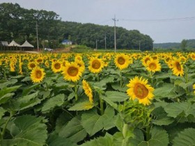서산 하솔마을, 노란 해바라기 물결로 여름 축제 개막