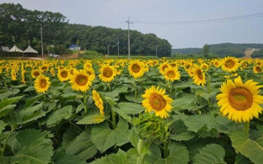 서산 하솔마을, 노란 해바라기 물결로 여름 축제 개막