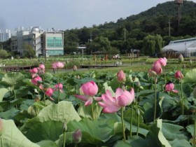 시흥 연꽃테마파크, 연꽃 개화율… 여름 절경 시작됐다
