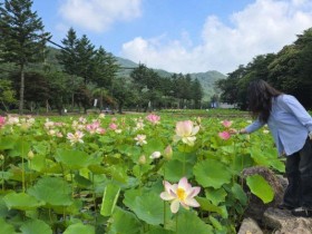 속리산 연꽃단지, 연분홍 꽃물결로 여름 절정