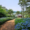 [로컬여행] 광주 근교 드라이브코스, 나주 느러지 전망대 7월 수국길