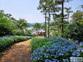 [로컬여행] 광주 근교 드라이브코스, 나주 느러지 전망대 7월 수국길