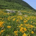 신안 홍도, 노란 원추리꽃 물결로 여름 장관 8월 말까지 관람 가능