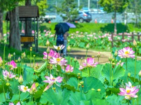 함안 연꽃테마파크, 700년 된 아라홍련 절정에 방문객 북적
