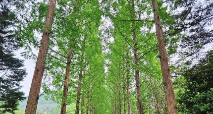 [로컬여행] 광주 근교 드라이브 코스, 전라남도 산림자원연구소로 떠나는 여름 휴가