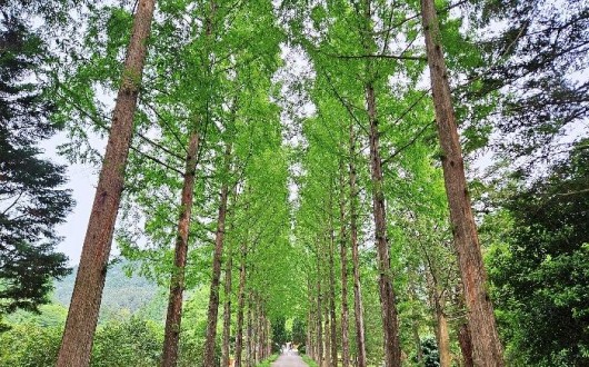 [로컬여행] 광주 근교 드라이브 코스, 전라남도 산림자원연구소로 떠나는 여름 휴가
