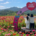 여름철 사진 명소로 뜬 청도 백일홍 꽃밭