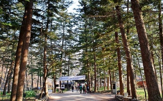 [로컬여행] 부안 내소사 전나무숲길, 폭염 식히는 여름 산책 명소