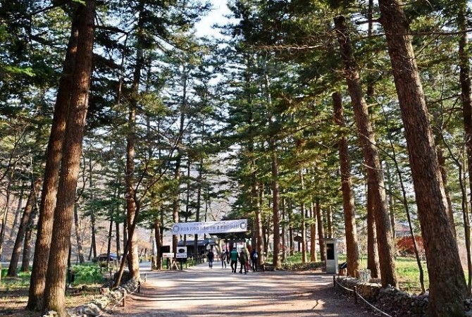 [로컬여행] 부안 내소사 전나무숲길, 폭염 식히는 여름 산책 명소