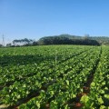 공급과잉 대응…전남광주 배추 작목전환, 18억 지원