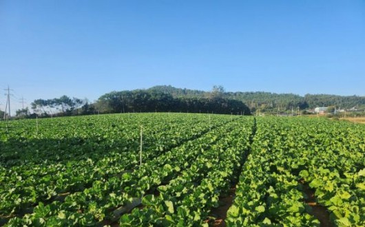 공급과잉 대응…전남광주 배추 작목전환, 18억 지원