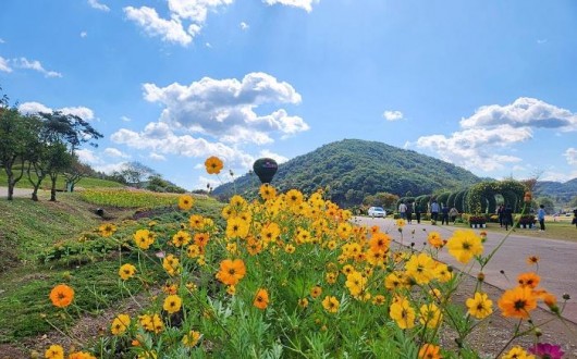 화순 고인돌 가을꽃축제, 개막식 대신 콘텐츠와 상권에 투자