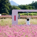 양주 나리농원 천일홍 페스타, 소상공인 참여 확대