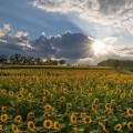 해바라기·억새·천일홍…경기북부 가을 꽃축제 6곳 어디?
