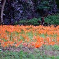 9월 정읍 가볼만한곳, 내장산국립공원 붉은 백양꽃 군락 활짝