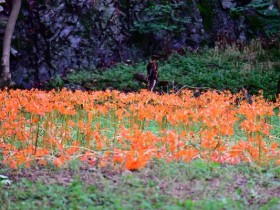 9월 정읍 가볼만한곳, 내장산국립공원 붉은 백양꽃 군락 활짝