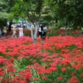 남도 가을을 붉게 물들인다…함평 꽃무릇·영광 상사화축제 잇따라 개막