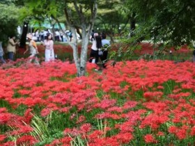 남도 가을을 붉게 물들인다…함평 꽃무릇·영광 상사화축제 잇따라 개막