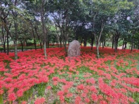 광양 백운산자연휴양림 꽃무릇 개화…9월 하순 절정 전망